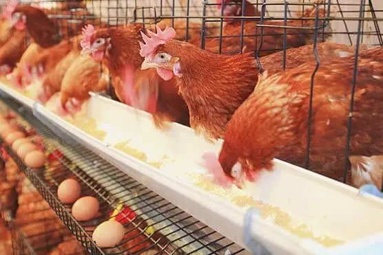 gallinas1