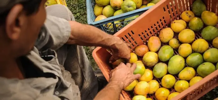 mango