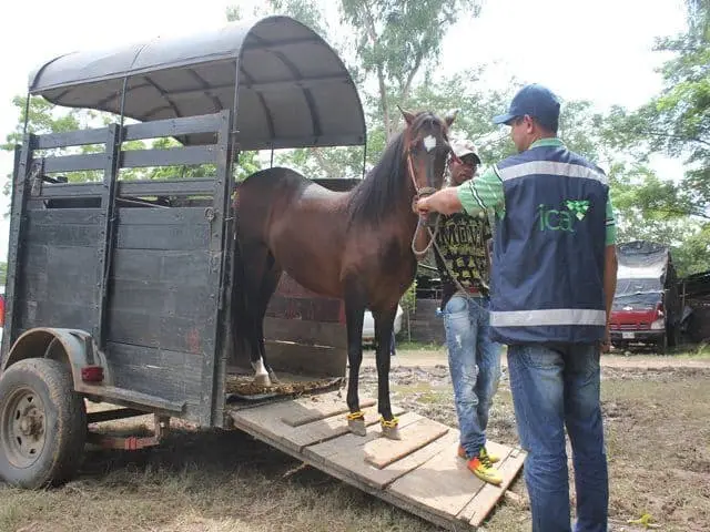 Foto-equino