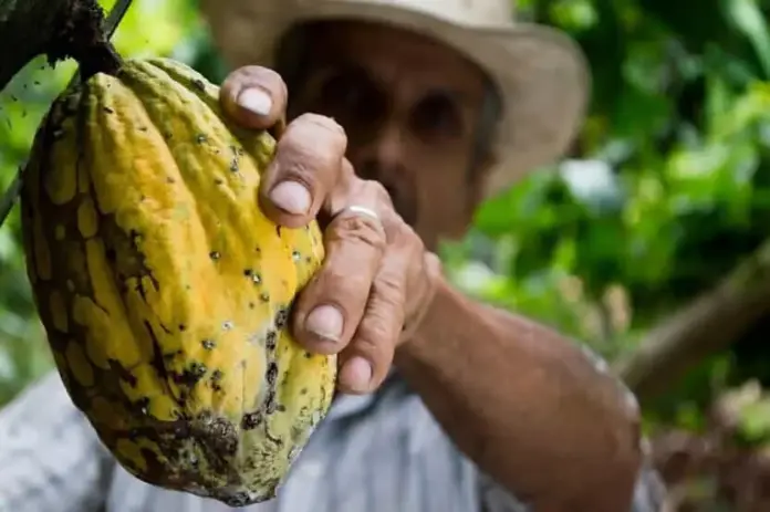 cacao.png