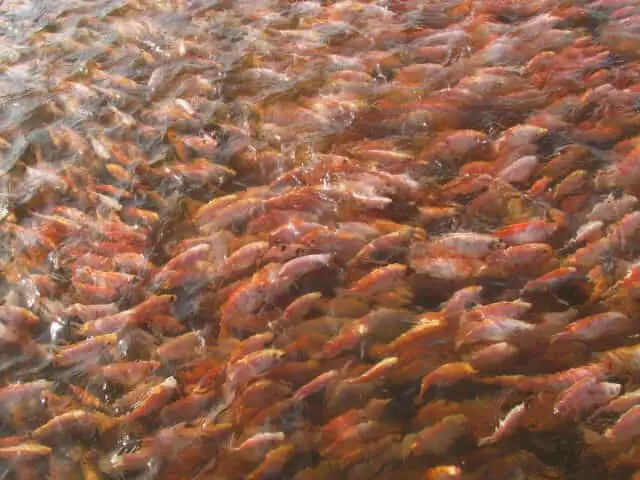 tilapia