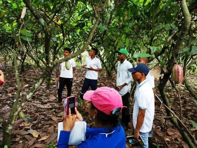 cacao.png