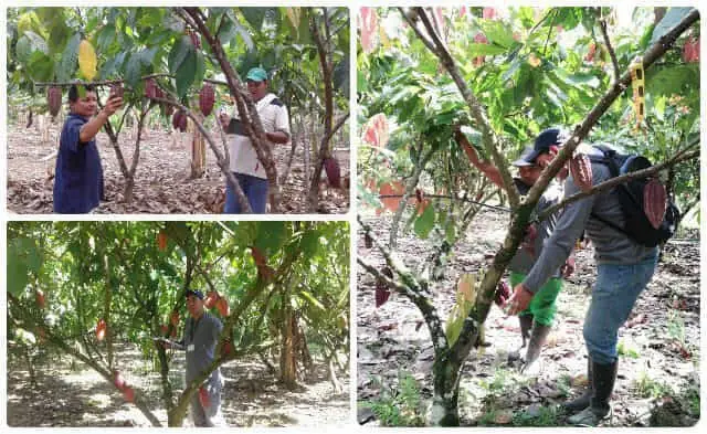 Collage_Guaviare