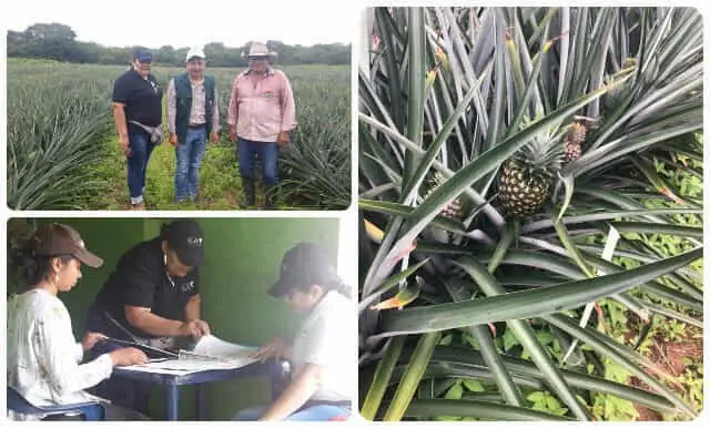 Collage-Casanare