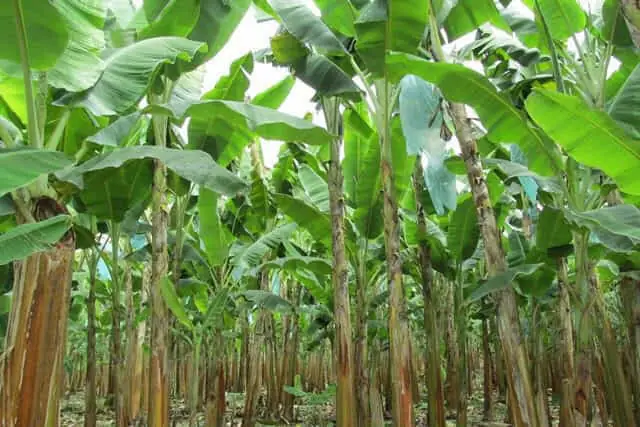Platano1