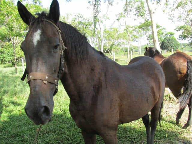 Equino-01