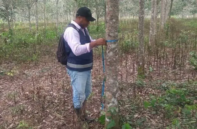 Forestales-Noviembre-1