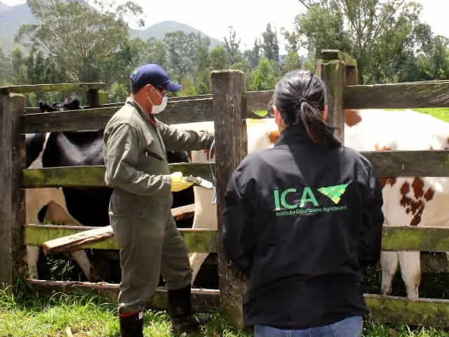 icaganado