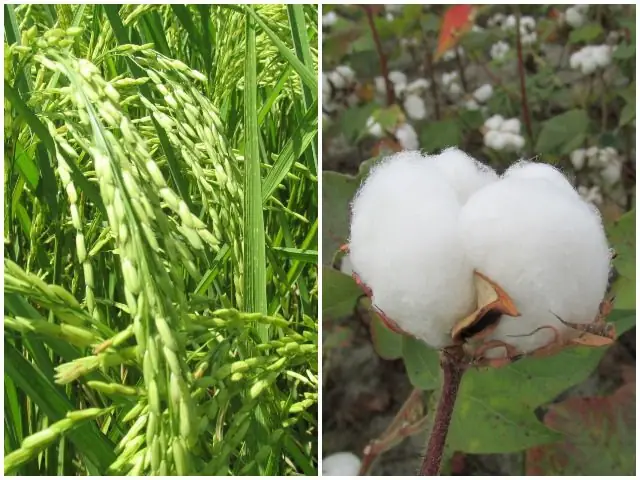 Cultivo-de-arroz-y-algodon-1