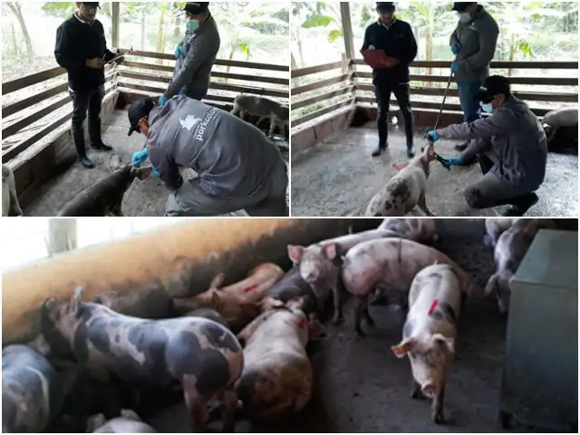 Foto-ICA-Porkolombia-revisan-cerdos-Arauca