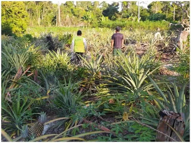 Foto-ICA-Cultivos-de-pina-Web (1)