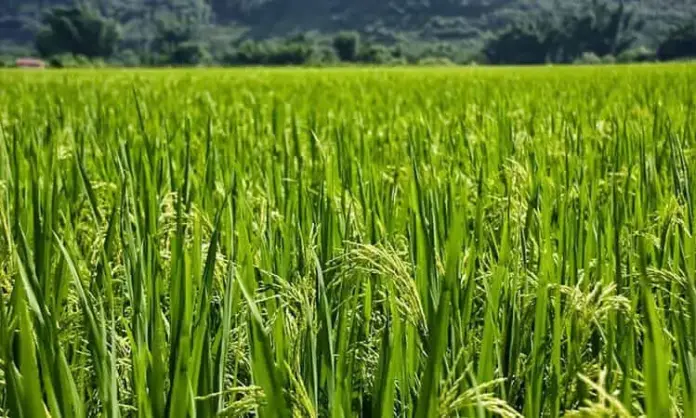 arroz