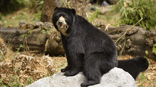 oso