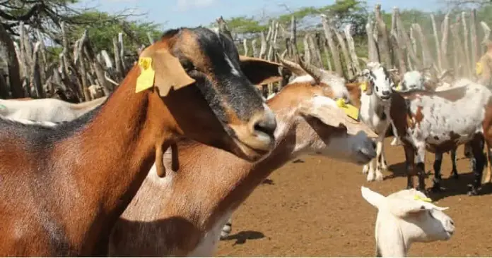 ovino