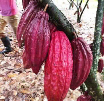 cacao