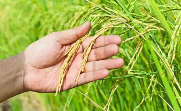 Autorizan acuerdo para fijar precio de arroz paddy en Colombia