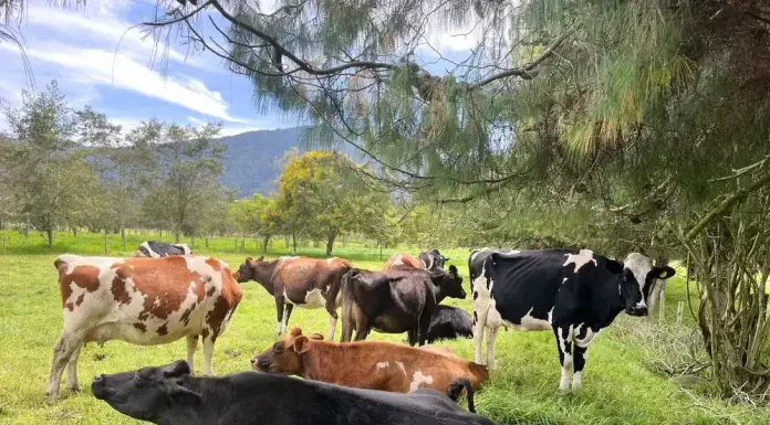 Señor ganadero este curso le ayuda a Mejorar la producción de leche y es gratis