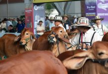 Expomalocas reactivó la economía del Meta