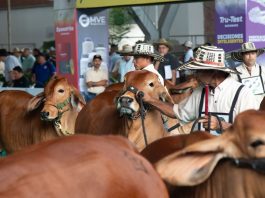 Expomalocas reactivó la economía del Meta