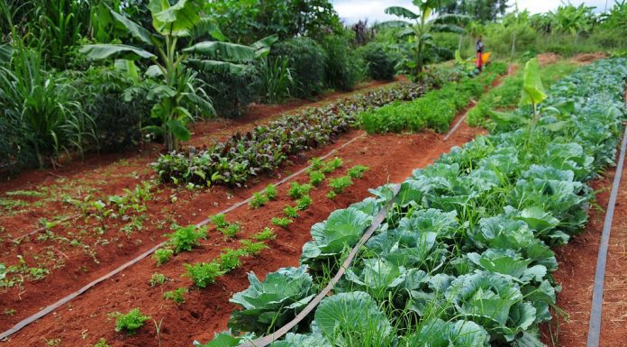 Gobierno nacional lidera la mesa de agro ecología