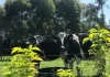 Abren capacitación para manejo de sistemas silvopastoriles