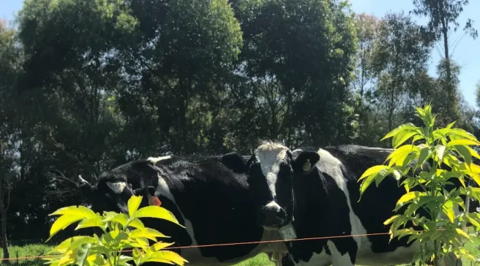 Abren capacitación para manejo de sistemas silvopastoriles