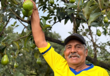 154 familias productoras de aguacate del Meta y Guaviare reciben apoyo del gobierno nacional