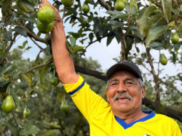 154 familias productoras de aguacate del Meta y Guaviare reciben apoyo del gobierno nacional