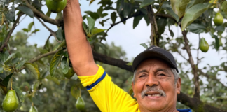154 familias productoras de aguacate del Meta y Guaviare reciben apoyo del gobierno nacional
