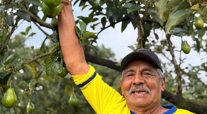 154 familias productoras de aguacate del Meta y Guaviare reciben apoyo del gobierno nacional