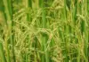Nuevo modelo productivo para el cultivo de arroz en Colombia