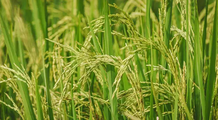 Nuevo modelo productivo para el cultivo de arroz en Colombia
