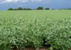 Habrá recorte de contratos en Minagricultura