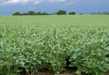 Habrá recorte de contratos en Minagricultura