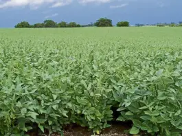 Habrá recorte de contratos en Minagricultura