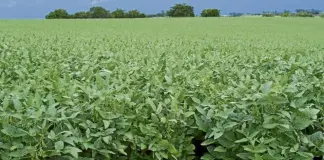 Habrá recorte de contratos en Minagricultura