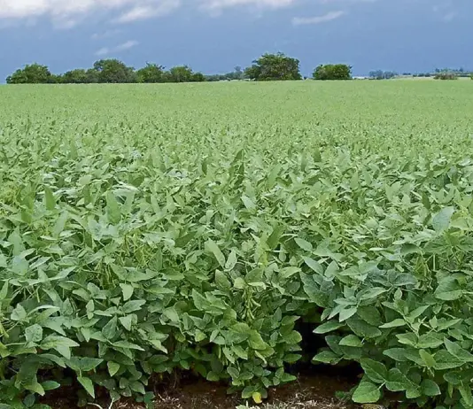 Habrá recorte de contratos en Minagricultura