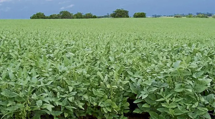 Habrá recorte de contratos en Minagricultura
