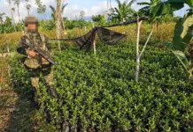 Semillero de matas de coca y laboratorio fue destruido por Ejército nacional en San José del Guaviare