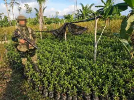 Semillero de matas de coca y laboratorio fue destruido por Ejército nacional en San José del Guaviare
