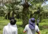 Minagricultura ofrece apoyo a palmicultores en Villavicencio