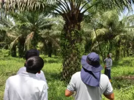 Minagricultura ofrece apoyo a palmicultores en Villavicencio