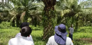 Minagricultura ofrece apoyo a palmicultores en Villavicencio