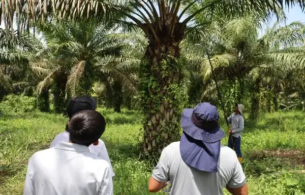 Minagricultura ofrece apoyo a palmicultores en Villavicencio