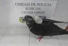 Paloma fue capturada cuando pretendía ingresar cargamento a cárcel en Girón Santander