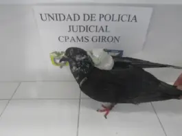 Paloma fue capturada cuando pretendía ingresar cargamento a cárcel en Girón Santander