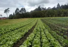 FAO reconoce fertilizante creado por Agrosavia en Colombia