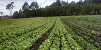 FAO reconoce fertilizante creado por Agrosavia en Colombia