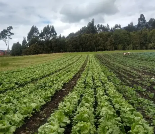 FAO reconoce fertilizante creado por Agrosavia en Colombia